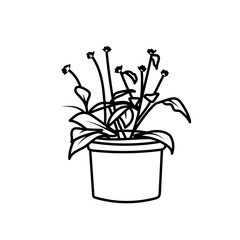 Plante d'intérieur - Cactus