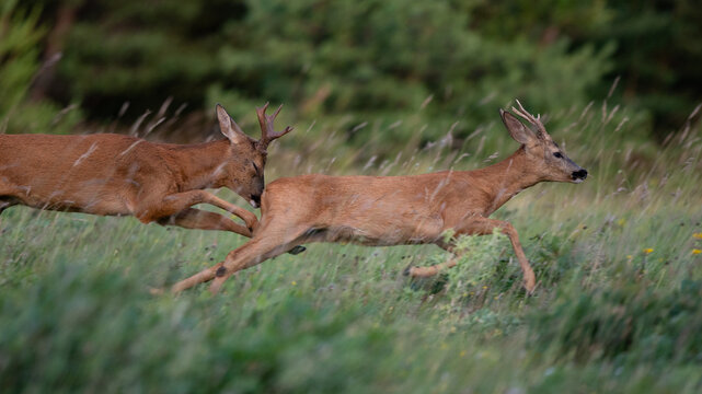 Capreolus capreolus - Roe deer - Chevreuil d'Europe