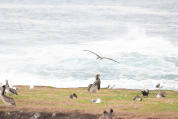 Pelican flying near a shore - 723812648