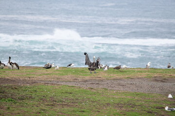 Pelican on a shore - 723812844