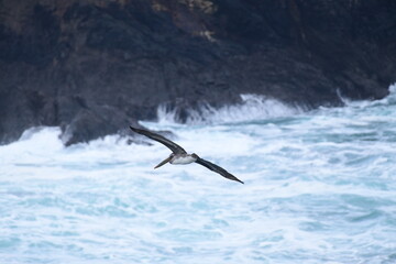 Pelican flying near the shore - 723813833