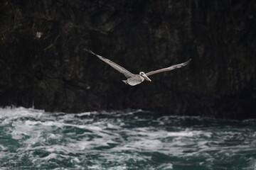 pelican flying near a shore - 723814200