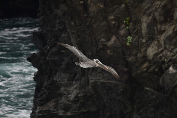 pelican flying near a shore - 723814805