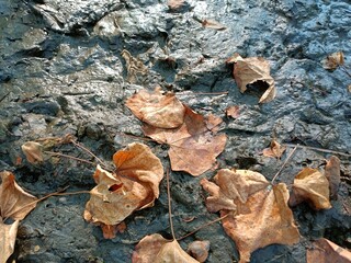 A dry leaf floating on the surface of the water