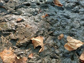 A dry leaf floating on the surface of the water