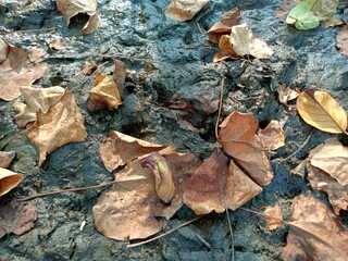 A dry leaf floating on the surface of the water