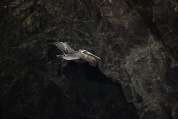 pelican flying near a shore - 723815002