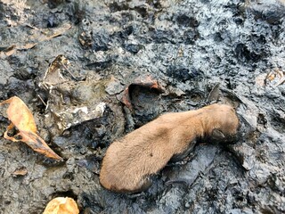 Stray dogs roam around looking for food.