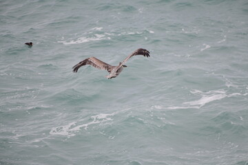 Pelican flying near the shore - 723815459