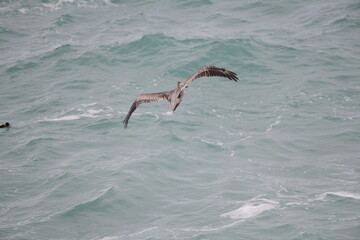 Pelican flying near the shore - 723815465