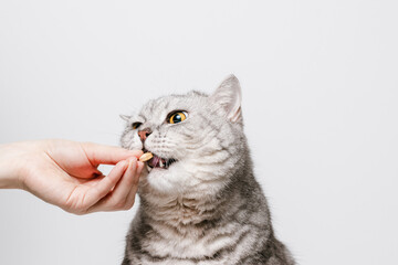 Woman gives pill or vitamin for cat, white background, pet health concept, vitamins for animals