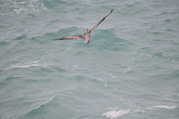 Pelican flying near the shore - 723815613