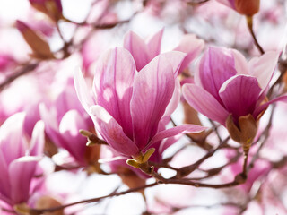 染まるモクレン