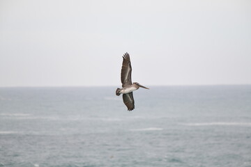 Pelican flying near the shore - 723815693
