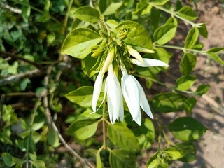 Jasminum subtriplinerve is a species of jasmine, in the family Oleaceae.