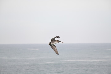 Pelican flying near the shore - 723815858