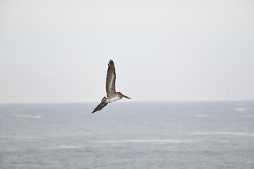 Pelican flying near the shore - 723815877