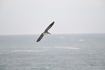 Pelican flying near the shore - 723816042