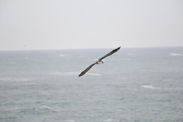 Pelican flying near the shore - 723816084