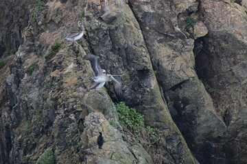 Pelican on a shore - 723816252