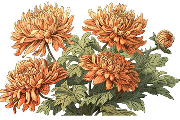 Chrysanthemum vector art illustration on white background.