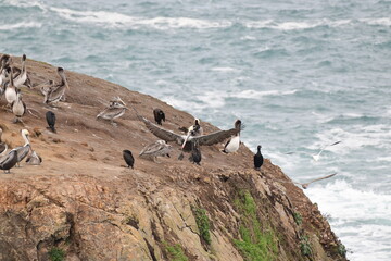 sea birds resting on a rock near a stormy shore - 723817025