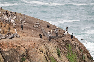 sea birds resting on a rock near a stormy shore - 723817037