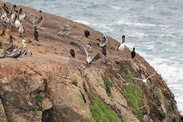 sea birds resting on a rock near a stormy shore - 723817210
