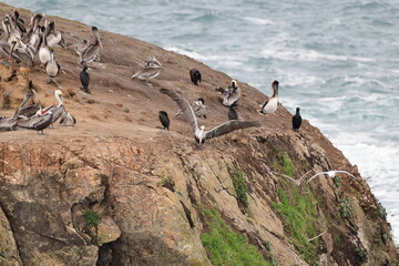 sea birds resting on a rock near a stormy shore - 723817264