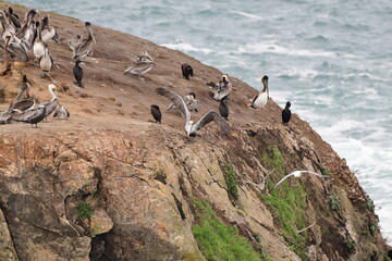 sea birds resting on a rock near a stormy shore - 723817268