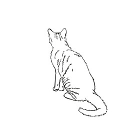Sitting cat view from behind freehand sketch, Hand drawn vector illustration of pet full length portrait