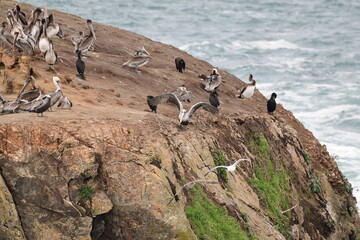 sea birds resting on a rock near a stormy shore - 723817420