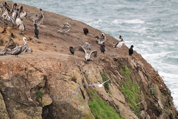 sea birds resting on a rock near a stormy shore - 723817442