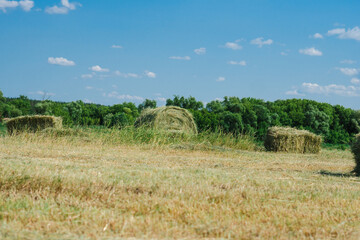 bales of straw are lying on the field
