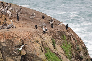 sea birds resting on a rock near a stormy shore - 723817692