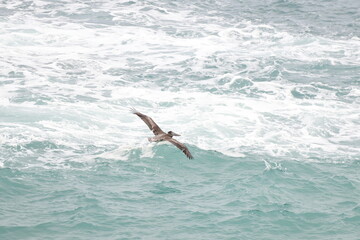 Pelican flying near the coast