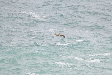 Obraz premium Pelican flying near the coast