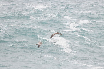 Pelican flying near the coast