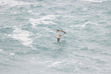 Naklejka premium Pelican flying near the coast