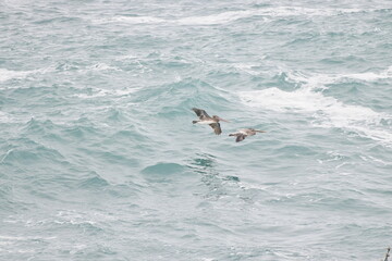 Obraz premium Pelican flying near the coast