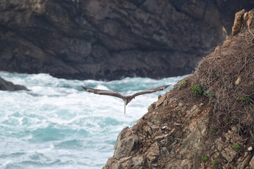 pelican flying near the sea - 723819475