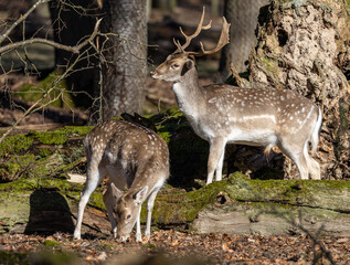 Couple of fallow deers in the forest