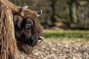 head of an impressive european bison bull