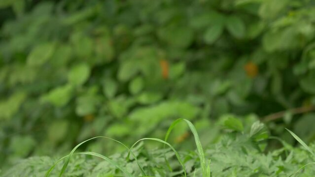 Fawn with white spots grazing on the edge of a forest