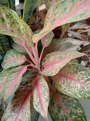 leaves in the garden