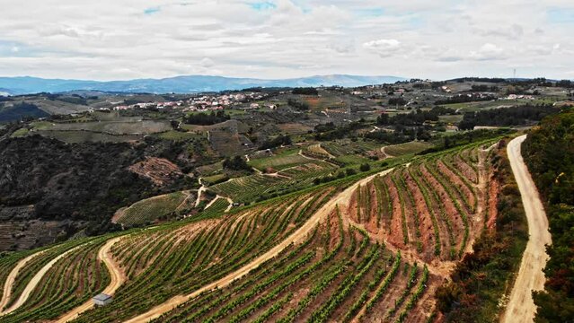 Portugal winery farming