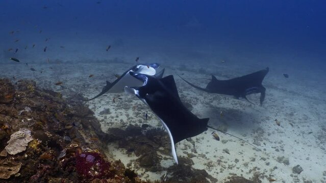 Manta Ray in the Komodo Archipelago in Indonesia swimming or feeding near a cleaning station