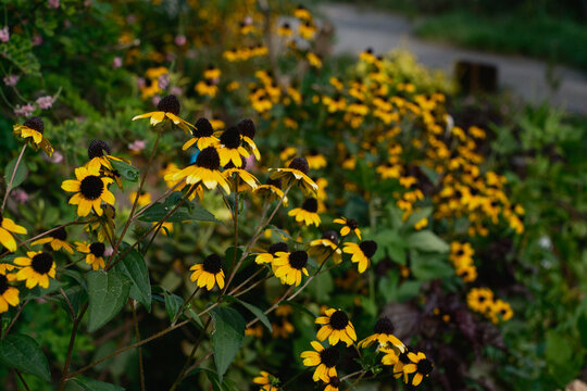 昼下がりの黄色い花
Yellow flowers in the late afternoon