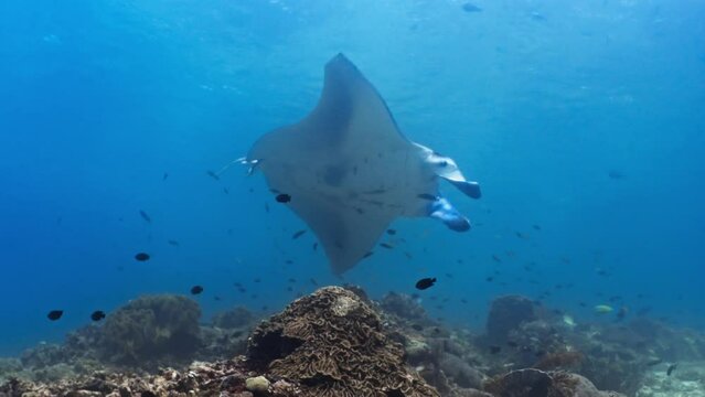Manta Ray in the Komodo Archipelago in Indonesia swimming or feeding near a cleaning station