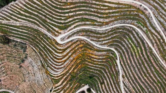 Portugal winery grape field aerial view